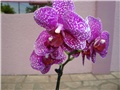 Phalaenopsis